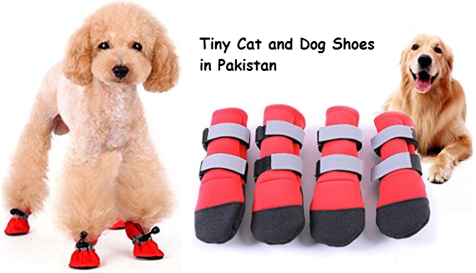 tiny dog shoes