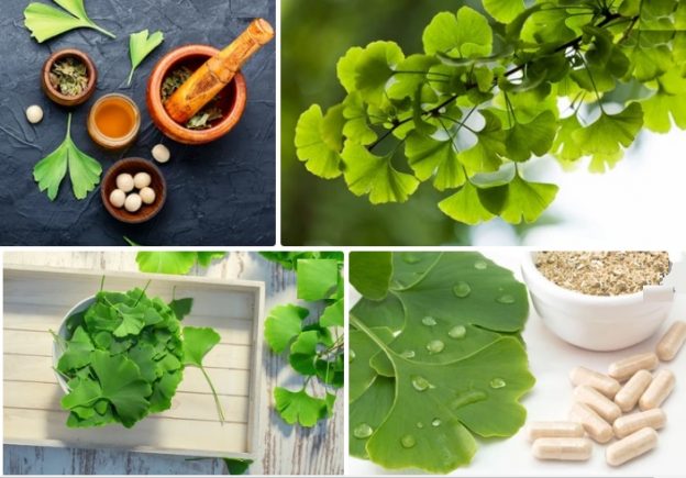 12 Benefits Of Ginkgo Biloba Side Effects And Dosage